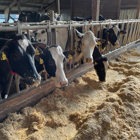 Schlafen neben den kleinen Kälbchen im Kälberiglu Bingum Exterior foto