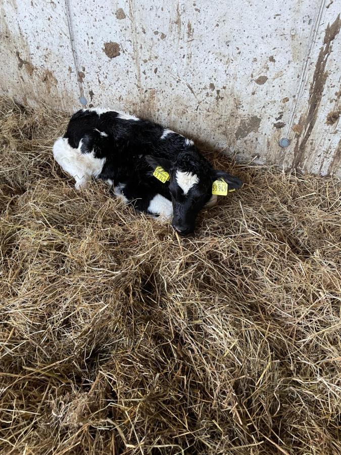 Schlafen neben den kleinen Kälbchen im Kälberiglu Bingum Exterior foto