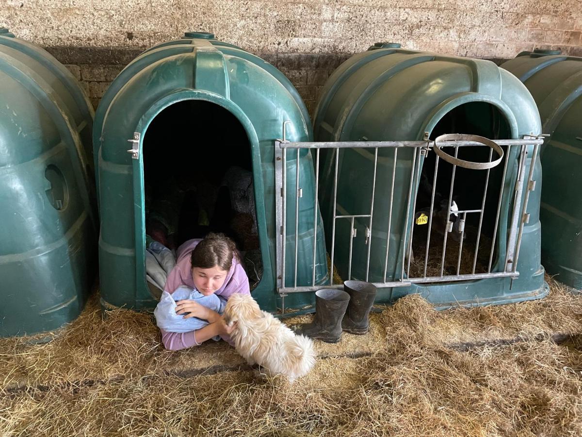 Schlafen neben den kleinen Kälbchen im Kälberiglu Bingum Exterior foto