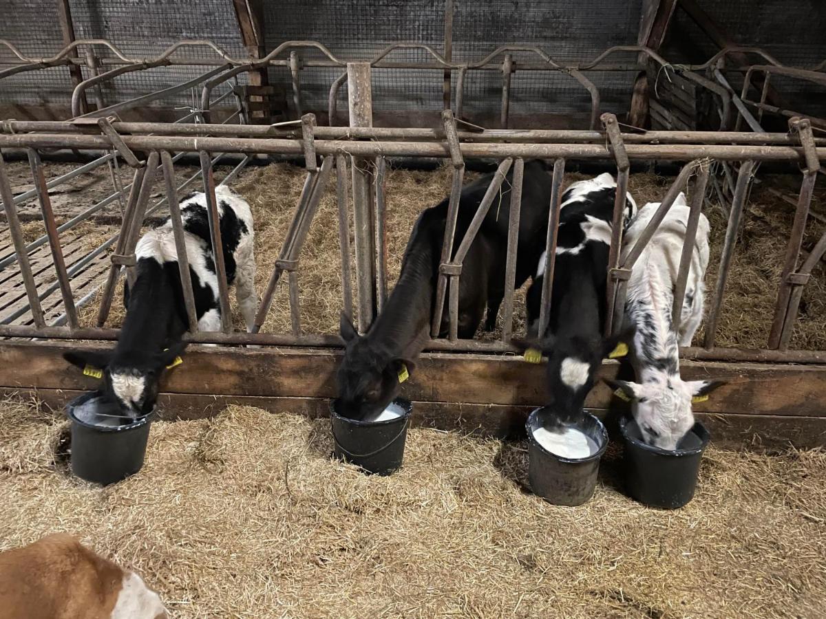 Schlafen neben den kleinen Kälbchen im Kälberiglu Bingum Exterior foto
