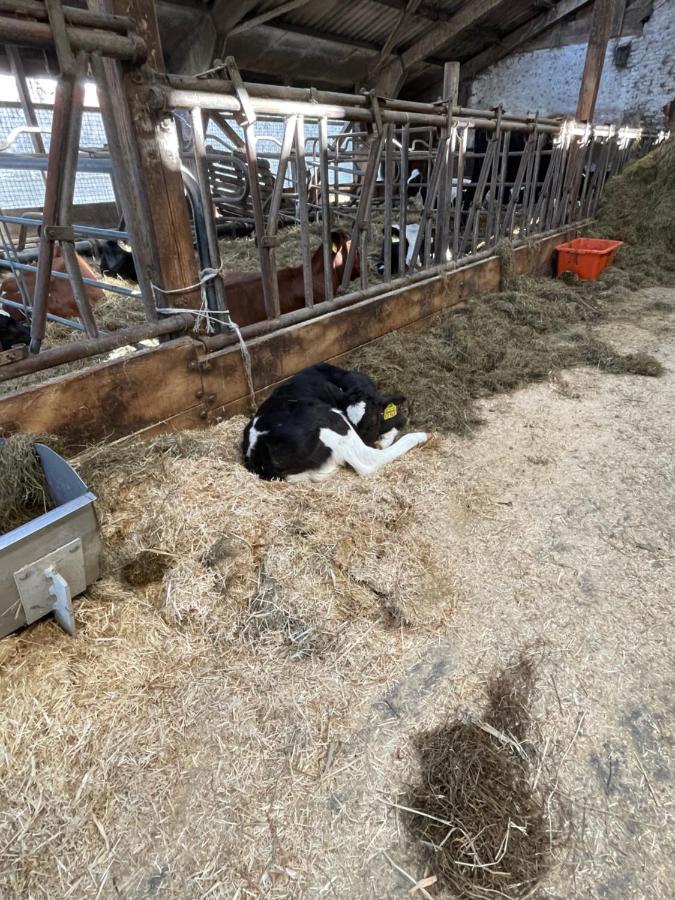 Schlafen neben den kleinen Kälbchen im Kälberiglu Bingum Exterior foto