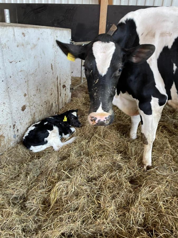 Schlafen neben den kleinen Kälbchen im Kälberiglu Bingum Exterior foto