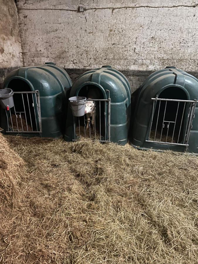 Schlafen neben den kleinen Kälbchen im Kälberiglu Bingum Exterior foto